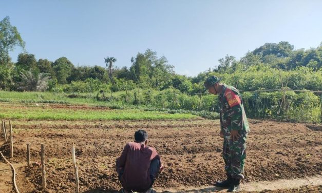 Babinsa Aktif Bantu Petani Bersihkan Gulma, Dukung Ketahanan Pangan