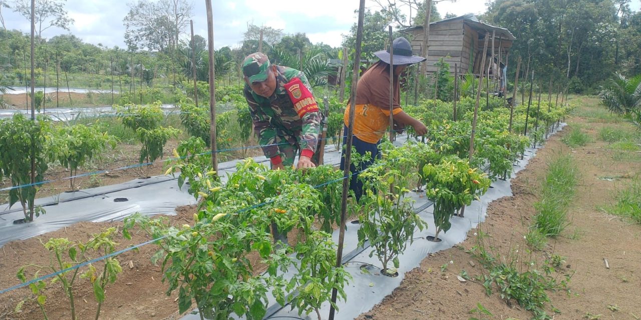 Babinsa Dampingi Petani, Wujudkan Ketahanan Pangan dari Desa