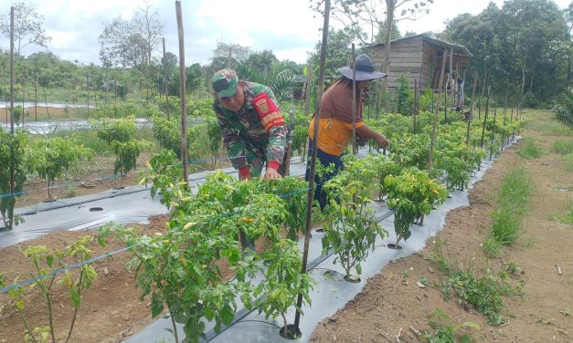 Babinsa Dampingi Petani, Wujudkan Ketahanan Pangan dari Desa