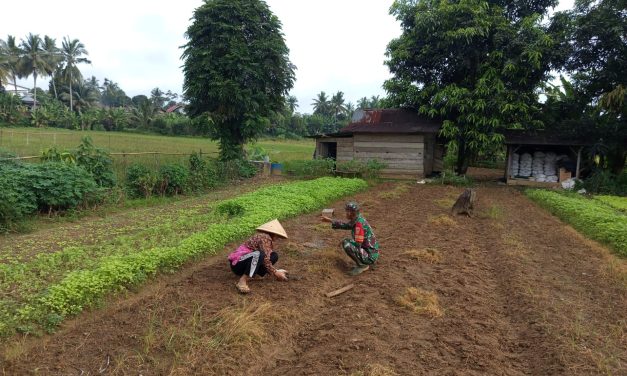 Babinsa Bantu Petani Rawat Bayam di Sarolangun