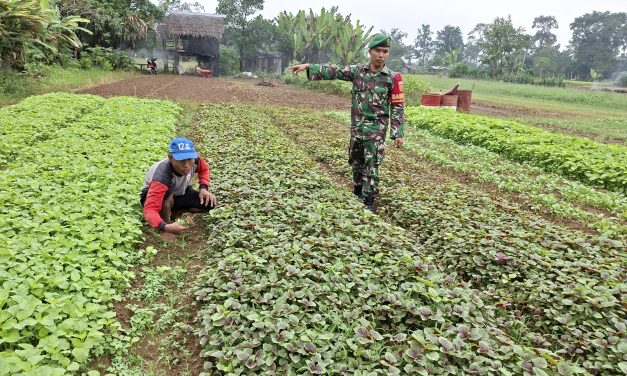 Maju Bersama Petani: Babinsa Jadi Garda Depan Pangan Nasional
