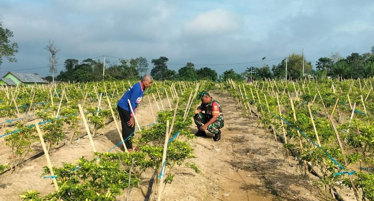 Babinsa Aktif Dampingi Petani, Dorong Ketahanan Pangan Masyarakat di Wilayah