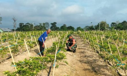 Babinsa Aktif Dampingi Petani, Dorong Ketahanan Pangan Masyarakat di Wilayah