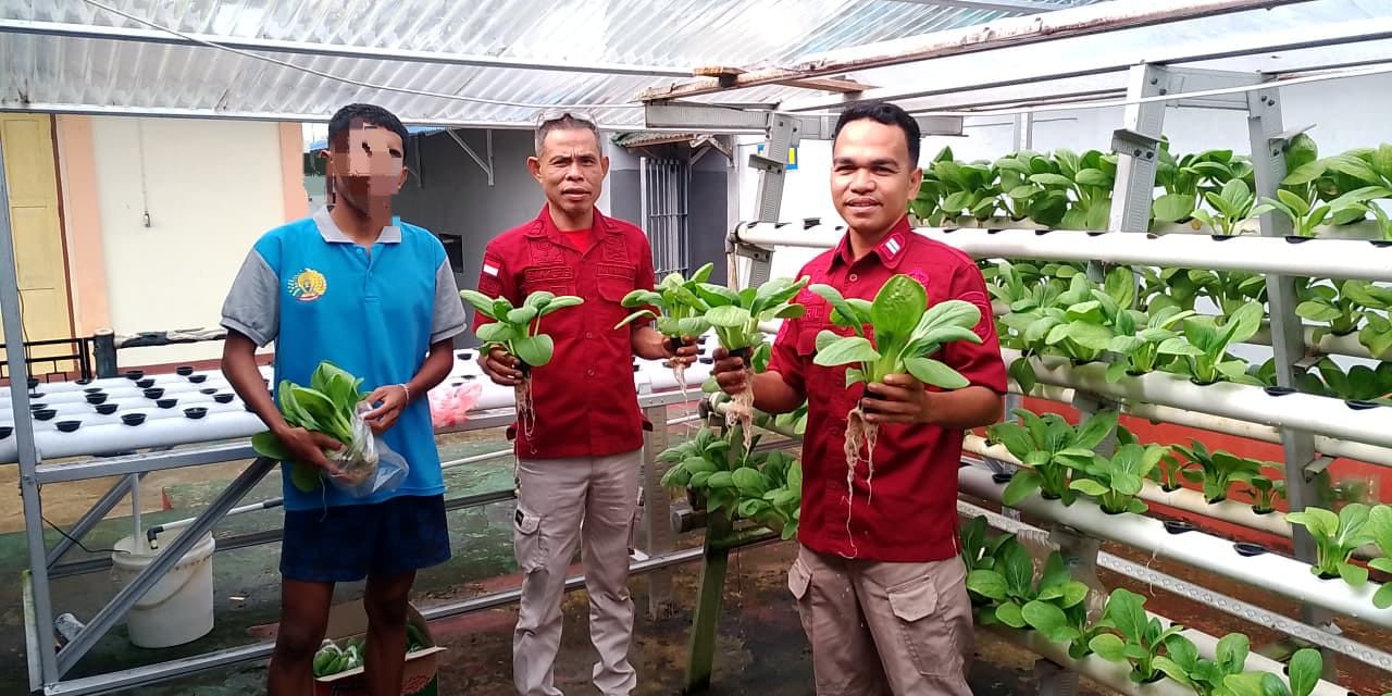 Rutan Ambon Wujudkan Ketahanan Pangan Lewat Panen Hidroponik