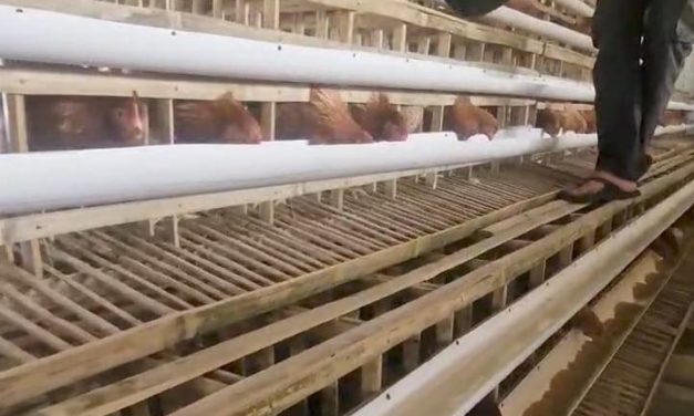 Secercah Harapan Bumdes Cikole Kembangkan Ayam Petelur Sumber Dana Desa