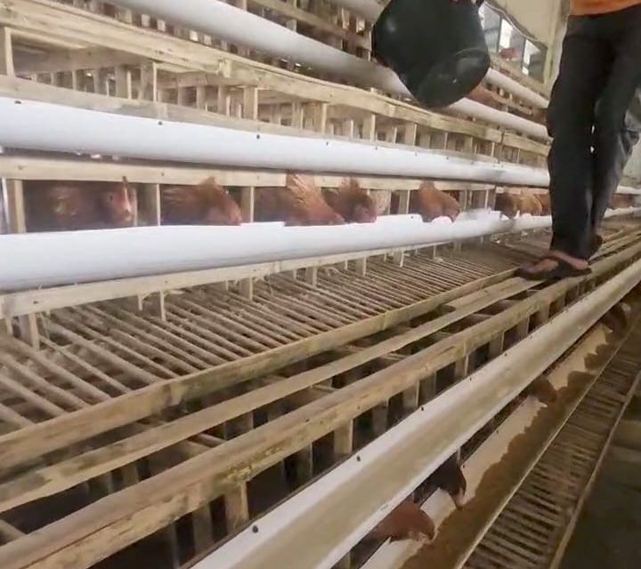 Secercah Harapan Bumdes Cikole Kembangkan Ayam Petelur Sumber Dana Desa