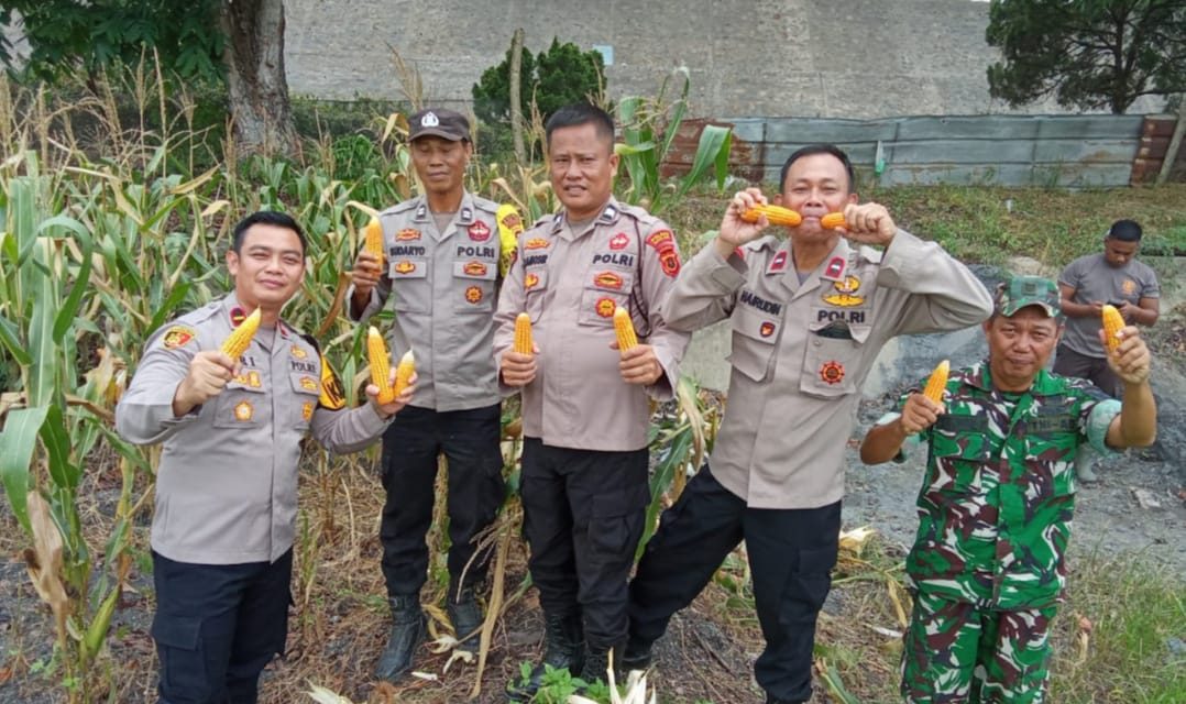 Kapolsek Bahar Selatan Hadiri Panen Raya Jagung Serentak Kuartal III di PTPN IV Desa Tanjung Lebar