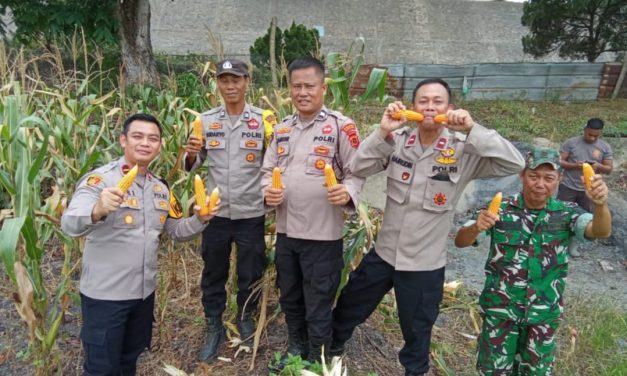 Kapolsek Bahar Selatan Hadiri Panen Raya Jagung Serentak Kuartal III di PTPN IV Desa Tanjung Lebar