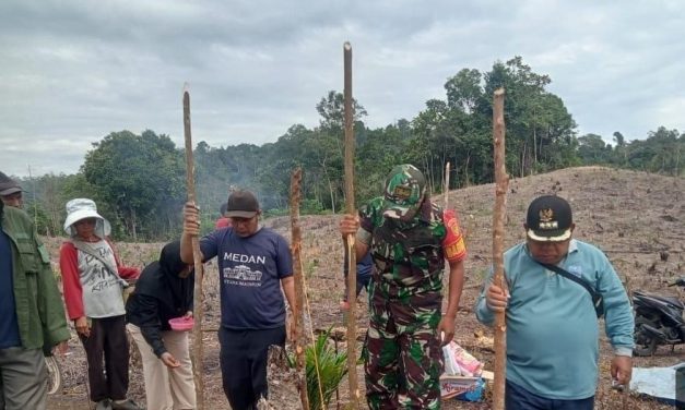 Babinsa Turun ke Perkebunan, Bantu Warga Tanam Padi Gogo di Rantau Macang