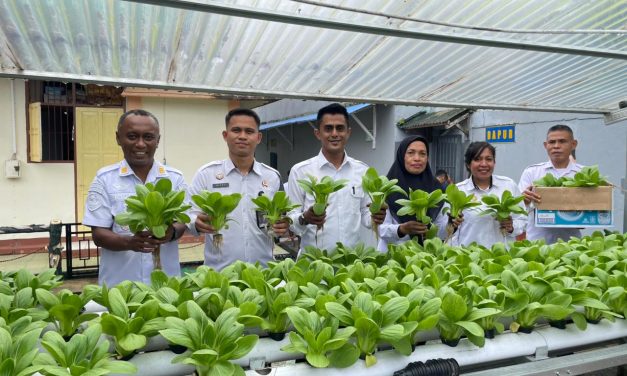 Program Ketahanan Pangan Berkelanjutan, Rutan Ambon Kembali Panen Sayur Pakcoy