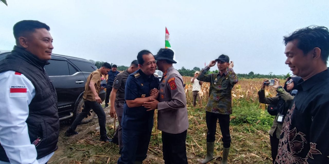 Panen Perdana Jagung Hibrida di Desa Sakean, Bupati dan Kapolres Muaro Jambi Turun Langsung ke Lahan
