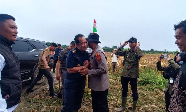 Panen Perdana Jagung Hibrida di Desa Sakean, Bupati dan Kapolres Muaro Jambi Turun Langsung ke Lahan