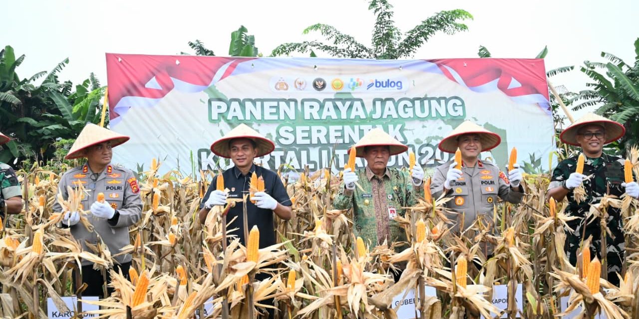 Dari Ladang Jagung, Negara Hadir Menjaga Pangan