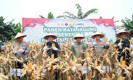 Dari Ladang Jagung, Negara Hadir Menjaga Pangan