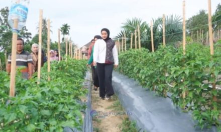 Ketua TP PKK Muaro Jambi Panen Cabai Bersama Warga, Dorong Ketahanan Pangan Dan Tekan Inflasi