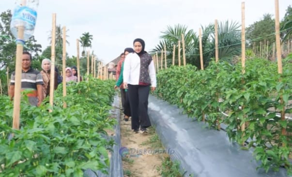 Ketua TP PKK Muaro Jambi Panen Cabai Bersama Warga, Dorong Ketahanan Pangan Dan Tekan Inflasi