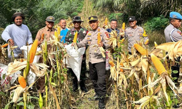 Panen Raya Jagung Kuartal I Di Mestong Dukung Program Swasembada Pangan 2026
