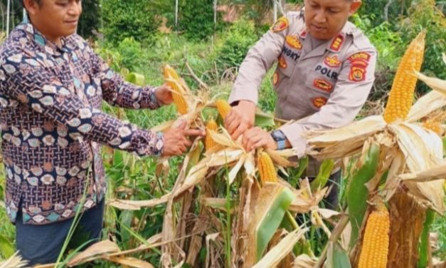 Polsek Mestong Panen Jagung Program 1 Desa 1 Hektar, Dorong Ketahanan Pangan Desa