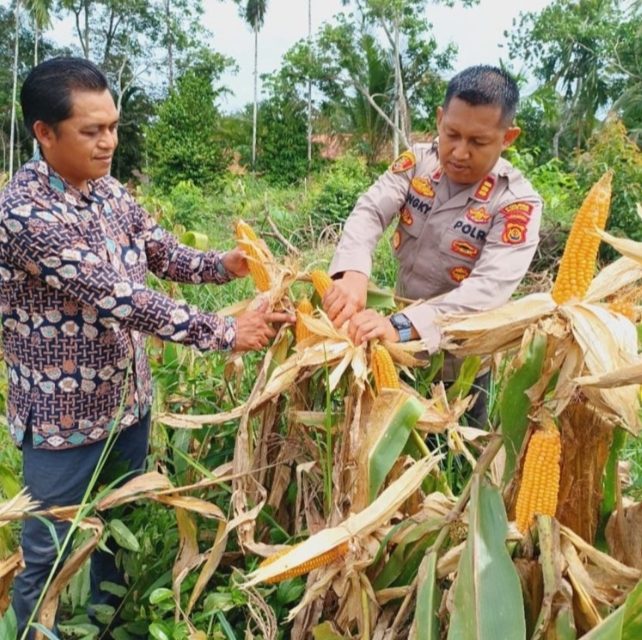 Polsek Mestong Panen Jagung Program 1 Desa 1 Hektar, Dorong Ketahanan Pangan Desa