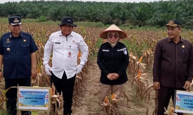 Kades Suko Awin Jaya Idawati Hadiri Panen Raya Jagung Serentak Kuartal II Tahun 2026 Di Muaro Jambi