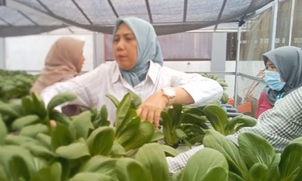 Panen Pakcoy Di Lapas Perempuan Jambi, Dari Balik Jeruji Tumbuh Harapan Baru