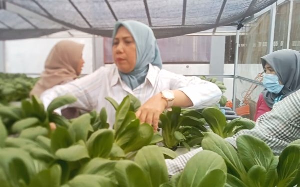 Panen Pakcoy Di Lapas Perempuan Jambi, Dari Balik Jeruji Tumbuh Harapan Baru