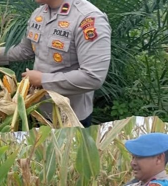 Polsek Bahar Selatan Dan Pemdes Bukit Jaya Panen Jagung Program 1 Desa 1 Hektar