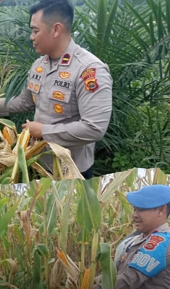 Polsek Bahar Selatan Dan Pemdes Bukit Jaya Panen Jagung Program 1 Desa 1 Hektar