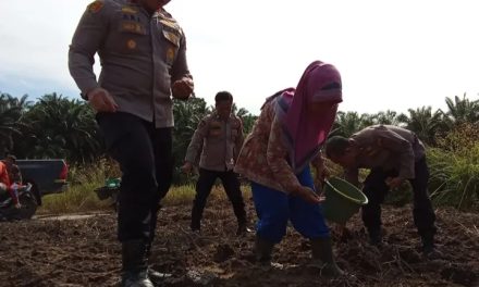 Polsek Bahar Selatan Dan Desa Tri Jaya Tanam Jagung Dukung Ketahanan Pangan Nasional