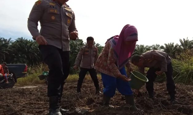 Polsek Bahar Selatan Dan Desa Tri Jaya Tanam Jagung Dukung Ketahanan Pangan Nasional