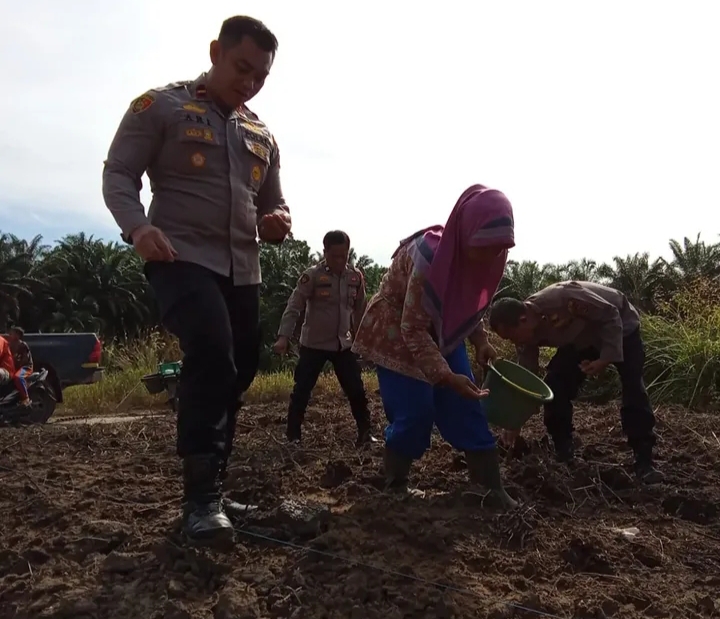 Polsek Bahar Selatan Dan Desa Tri Jaya Tanam Jagung Dukung Ketahanan Pangan Nasional