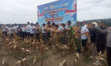 Panen Raya Jagung Kuartal II Digelar Di Muaro Jambi, Wujud Dukungan Swasembada Pangan