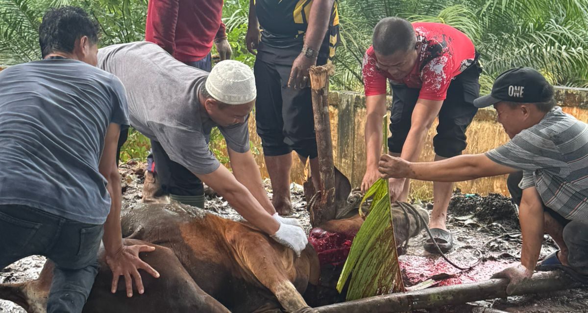 Polres Muaro Jambi Sembelih Enam Ekor Sapi Kurban, Wujud Kepedulian Dan Berbagi Di Hari Raya Idul Adha