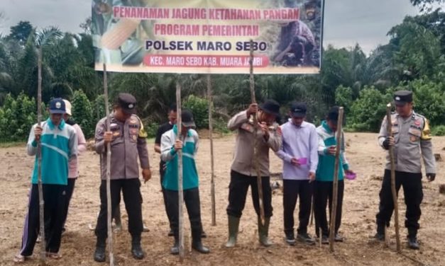 Polsek Maro Sebo Tanam Jagung Hibrida, Perkuat Ketahanan Pangan Dari Desa Setiris