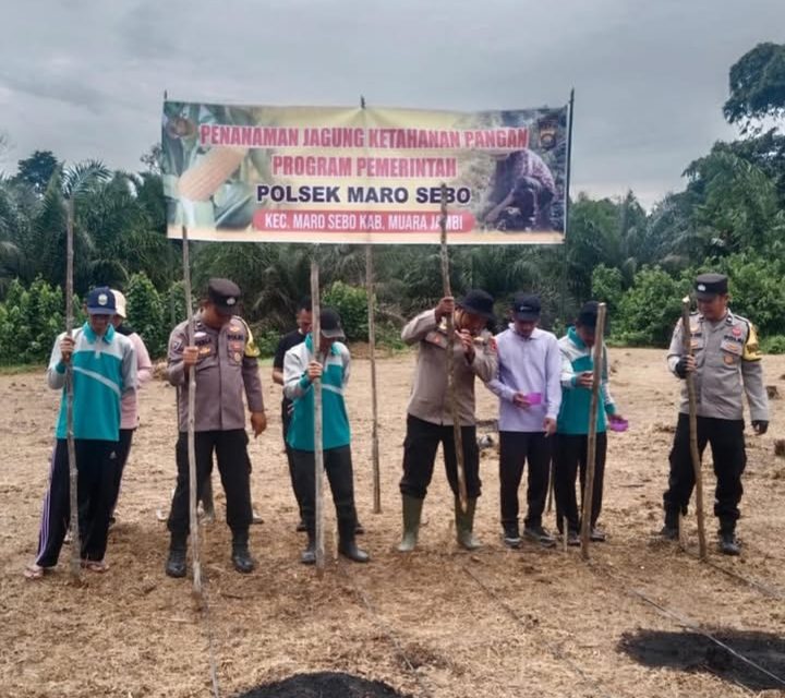 Polsek Maro Sebo Tanam Jagung Hibrida, Perkuat Ketahanan Pangan Dari Desa Setiris