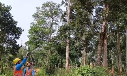 Warga Resah, Pencurian Kabel PLN Kembali Terjadi Di Muaro Jambi