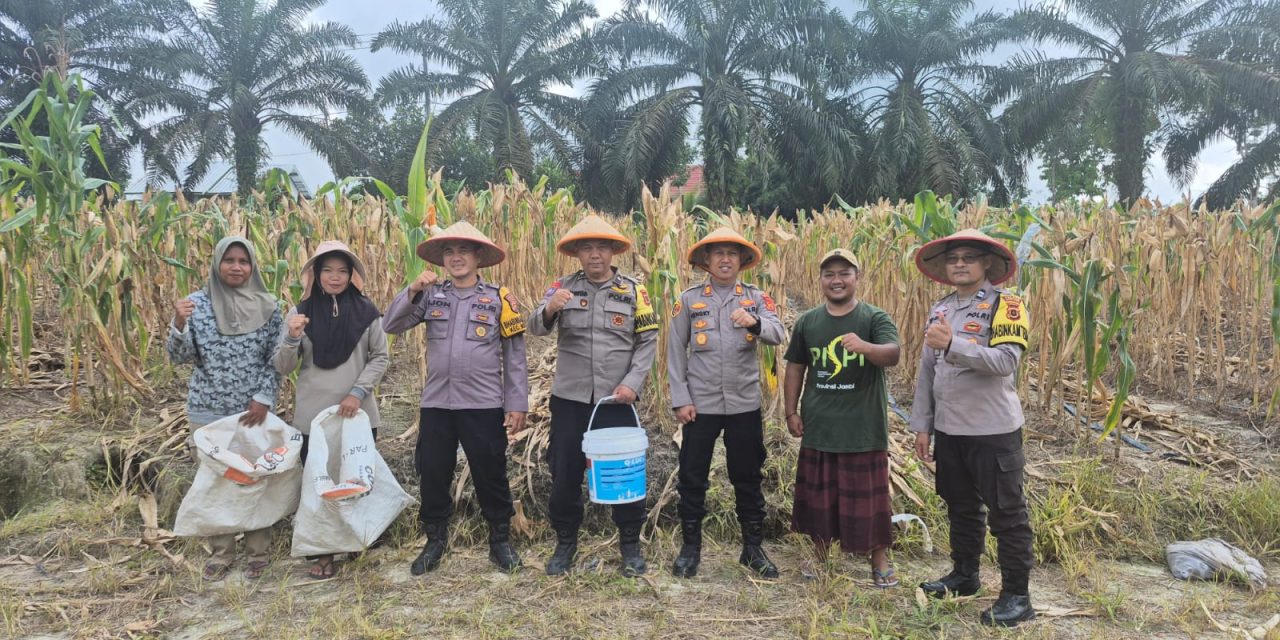 Kapolsek Mestong Hadiri Panen Jagung Program Satu Desa Satu Hektare Di Desa Ibru