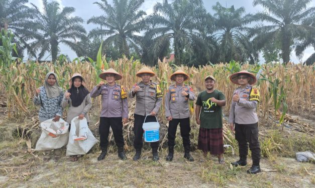 Kapolsek Mestong Hadiri Panen Jagung Program Satu Desa Satu Hektare Di Desa Ibru