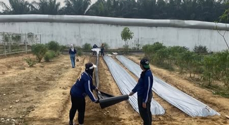 Lapas Perempuan Jambi Optimalkan Lahan Pertanian dengan Plastik Mulsa