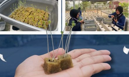 Lapas Perempuan Jambi Kembangkan Budidaya Pakcoy Hidroponik untuk Pembinaan Warga Binaan